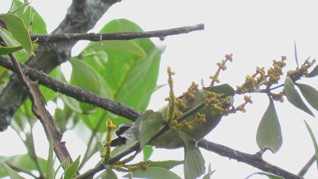 Golden-rumped Euphonia - ML329220451