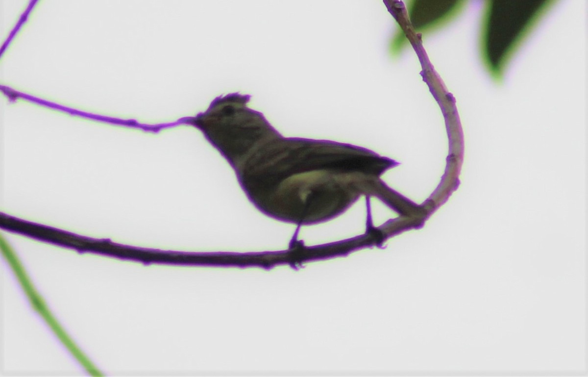 Northern Beardless-Tyrannulet - ML329220461