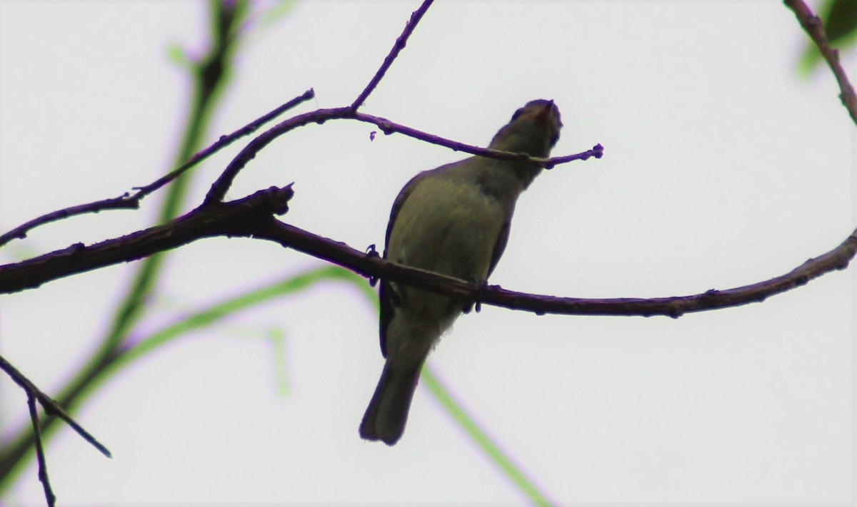 Northern Beardless-Tyrannulet - ML329220471