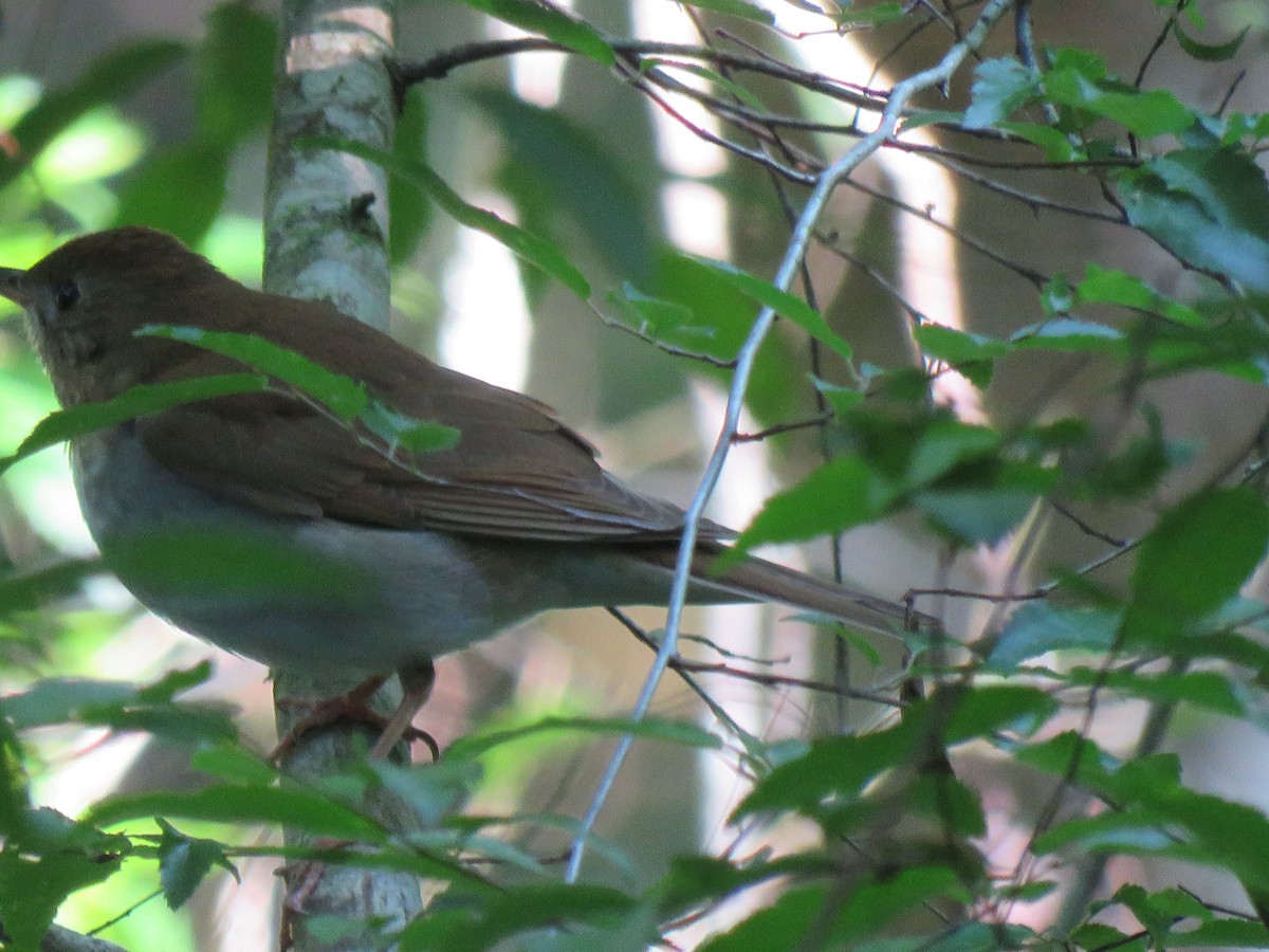 Veery - ML329221081