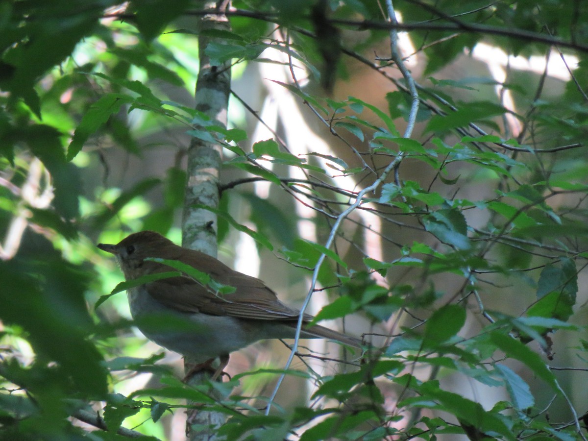 Veery - ML329221101