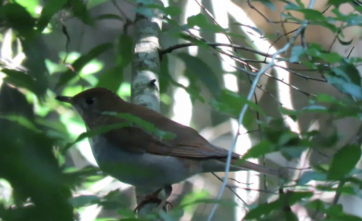 Veery - ML329221231