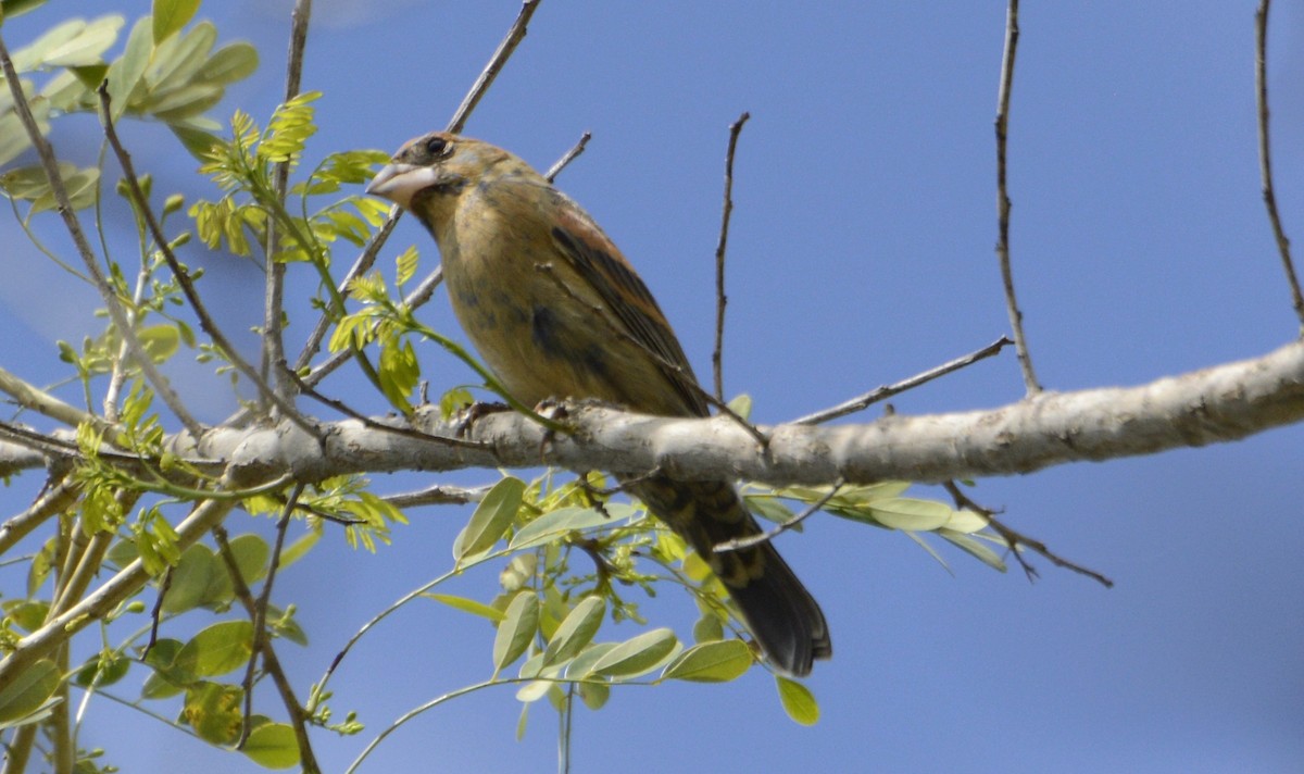 Blue Grosbeak - ML329221981