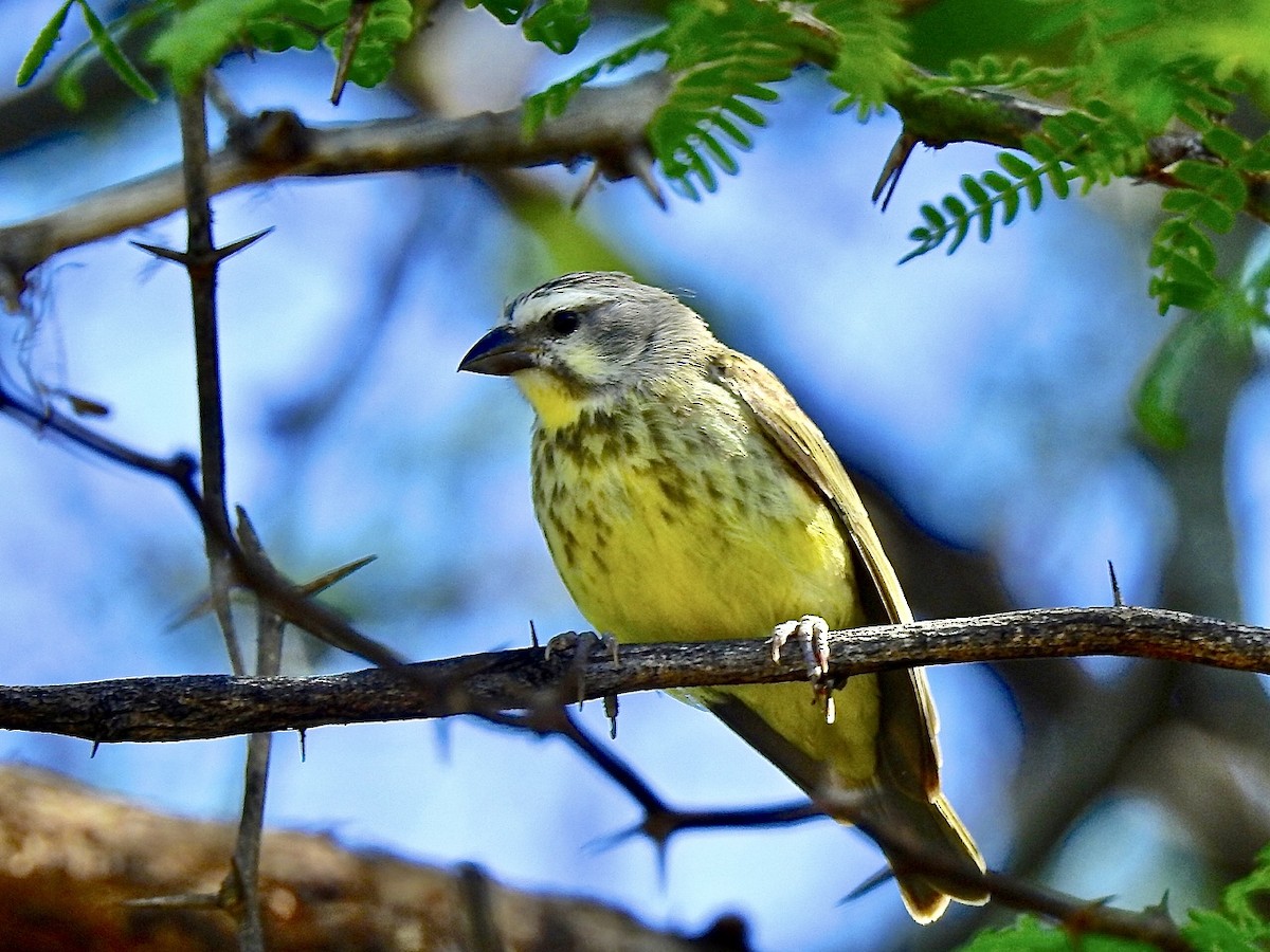 Yellow-fronted Canary - ML329222951