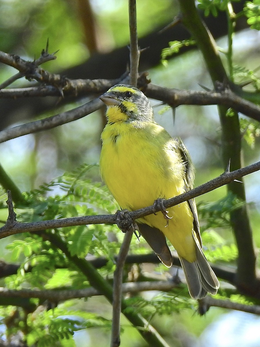 Yellow-fronted Canary - ML329222971