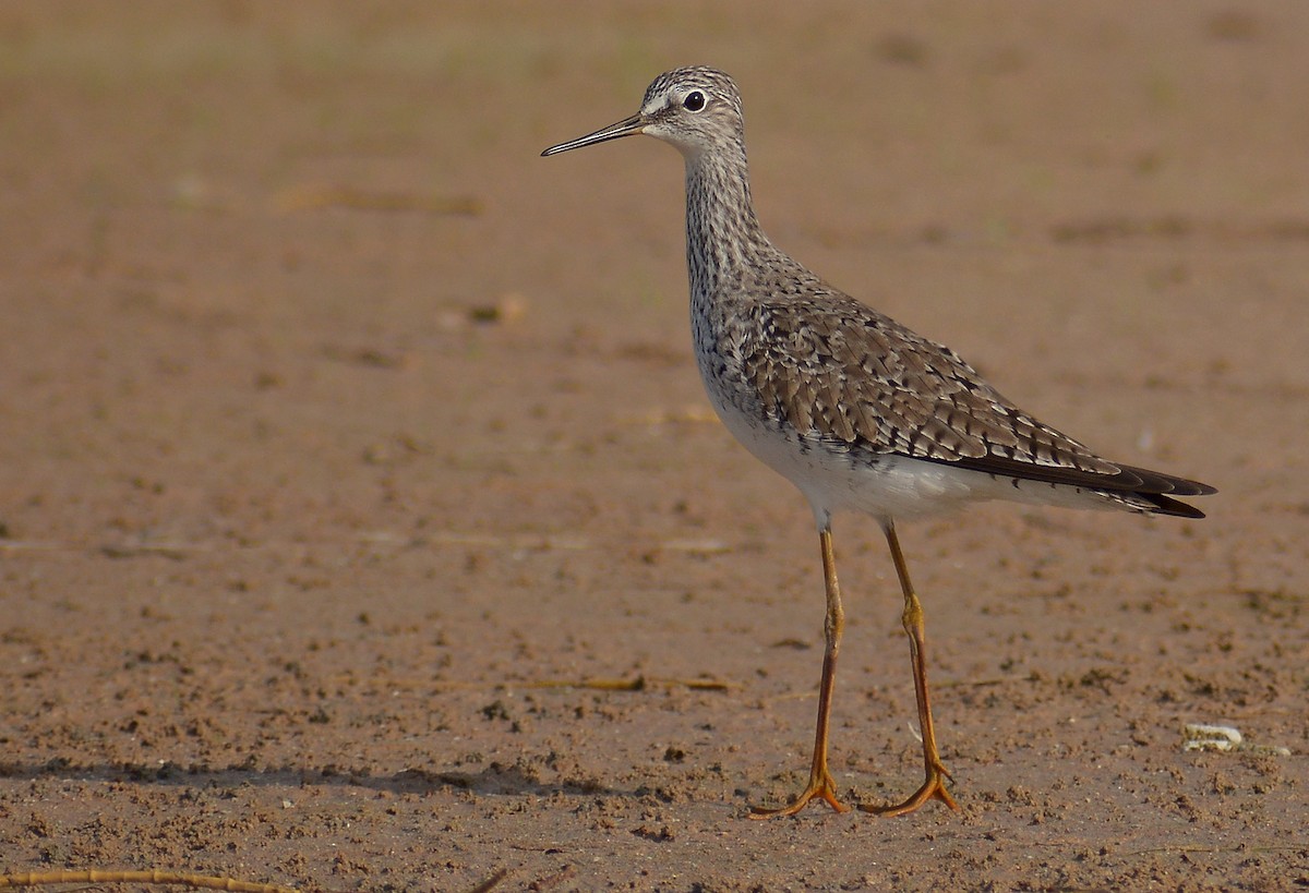 Lesser Yellowlegs - ML329223241