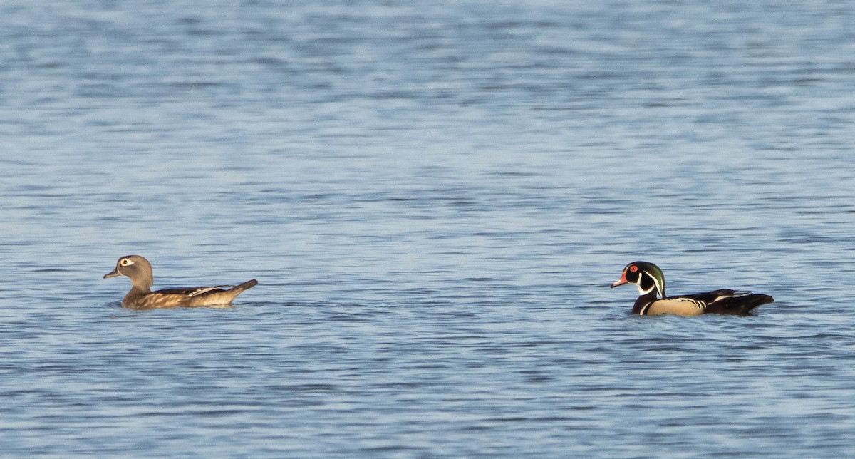 Wood Duck - ML329223831