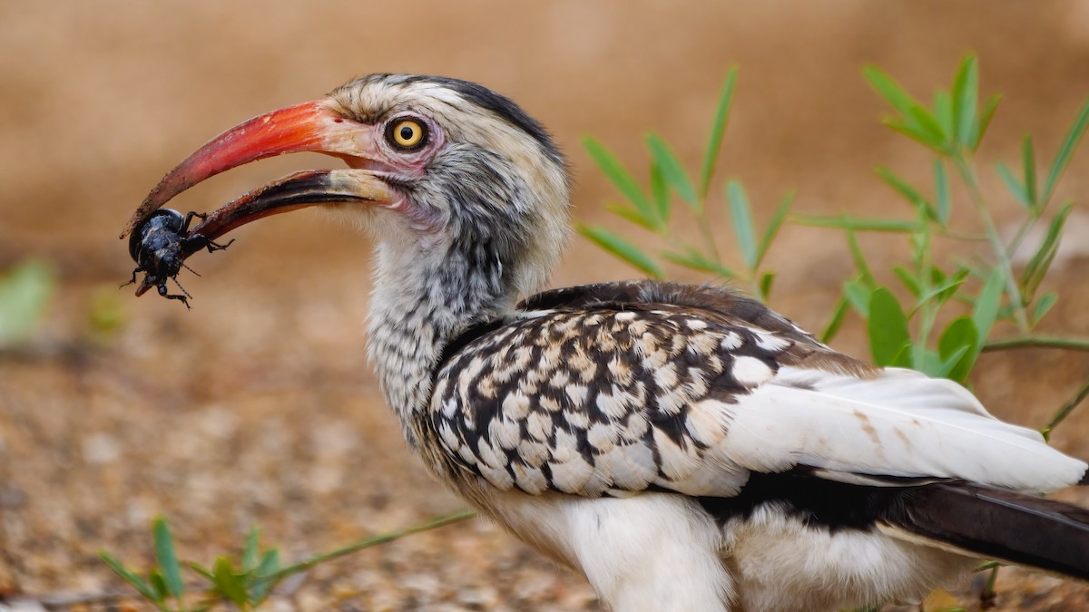 Southern Red-billed Hornbill - Mike Melton