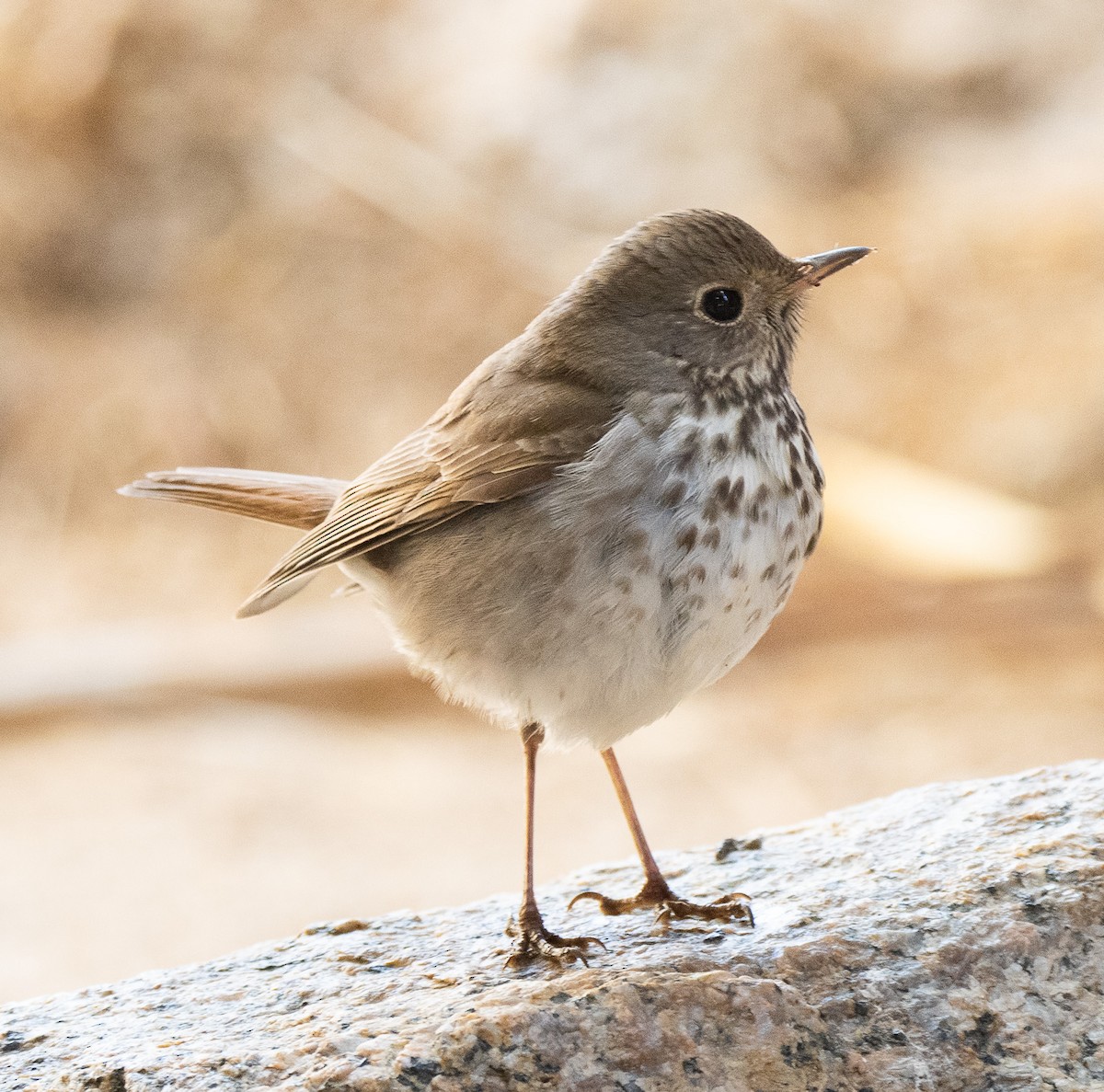 Hermit Thrush - Rick Rocheleau