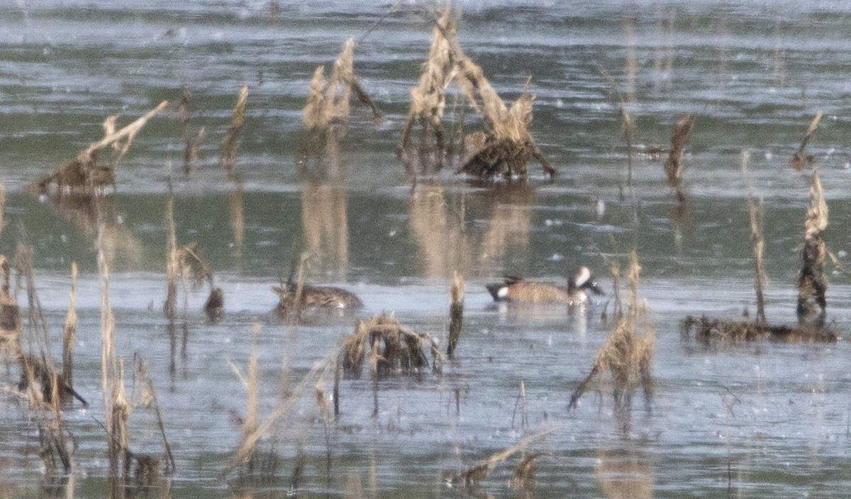 Blue-winged Teal - ML329225941