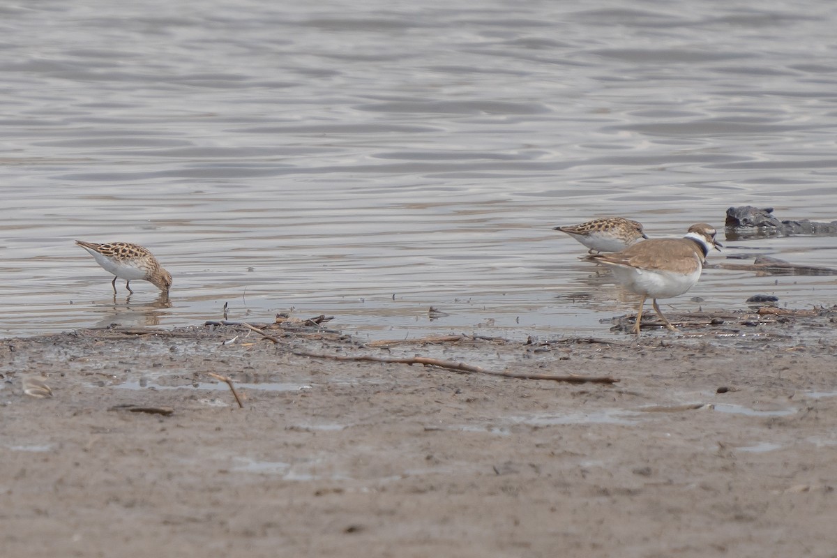 Least Sandpiper - ML329226581