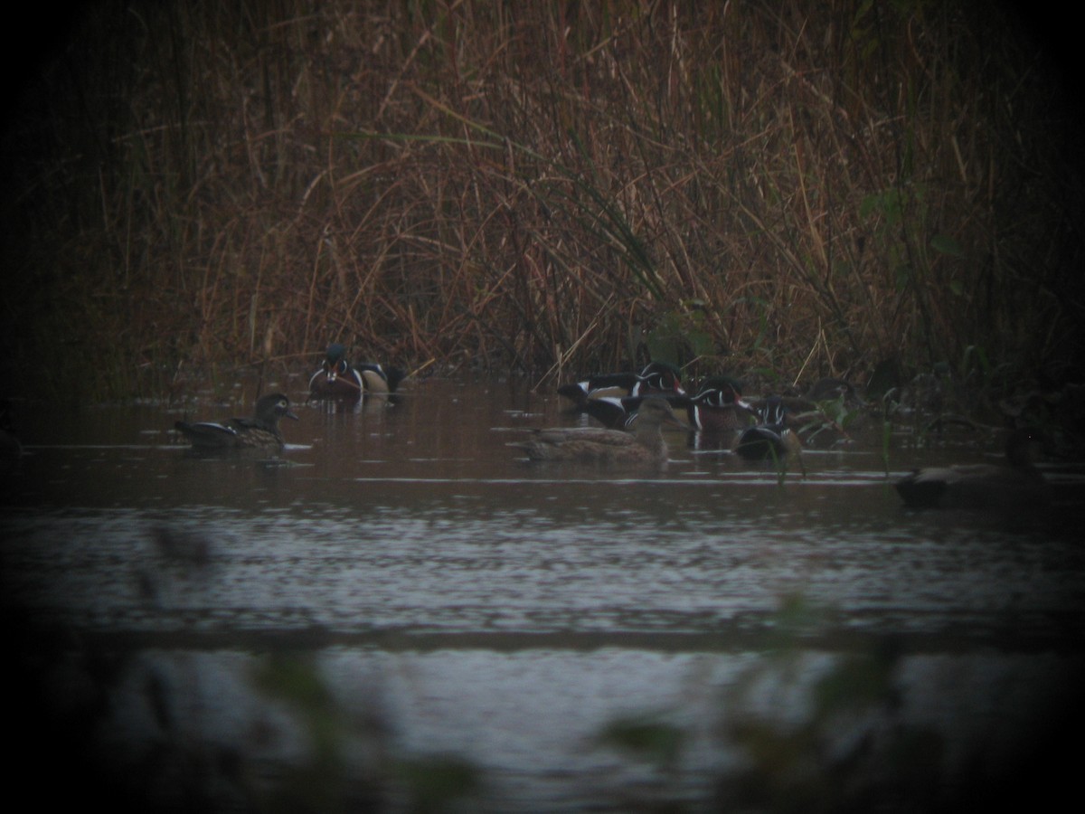 Gadwall - ML32922721