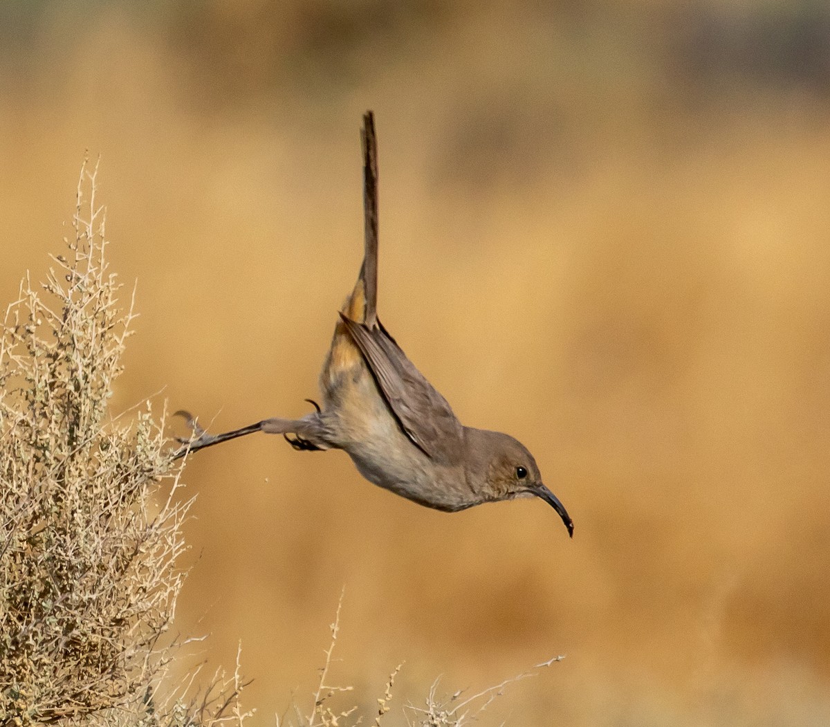 LeConte's Thrasher - ML329227361