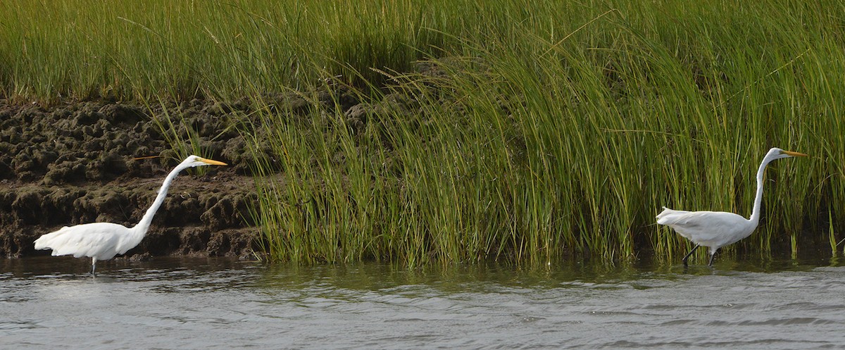 Great Egret - ML32922961