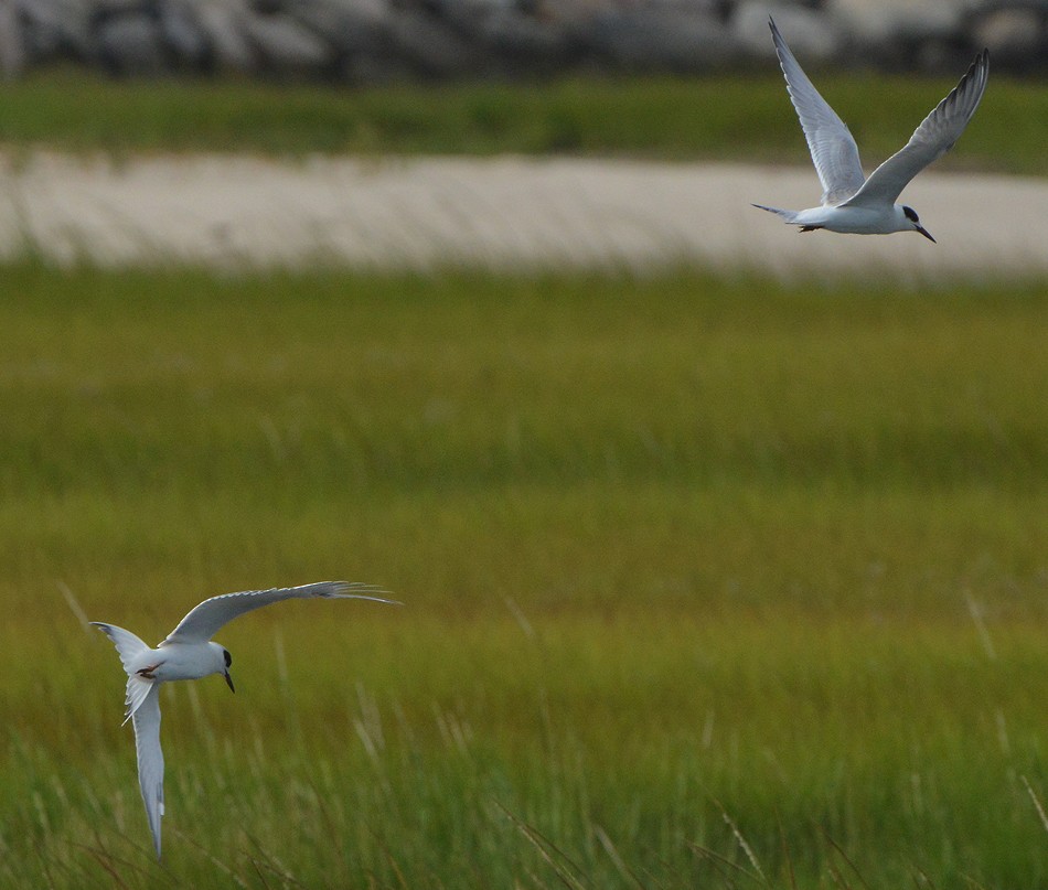 Forster's Tern - ML32923021