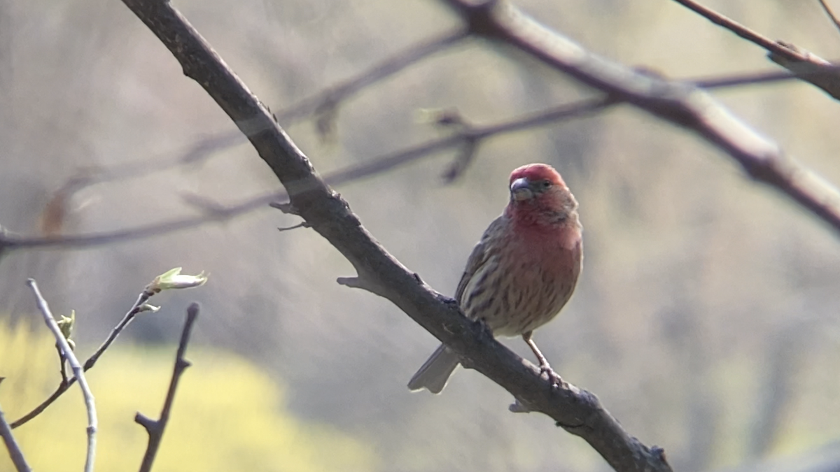 House Finch - ML329230971