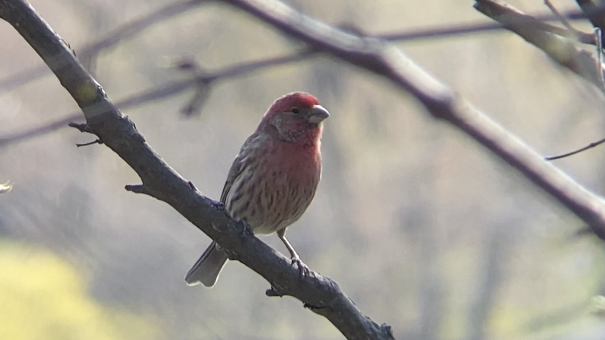 House Finch - ML329230981