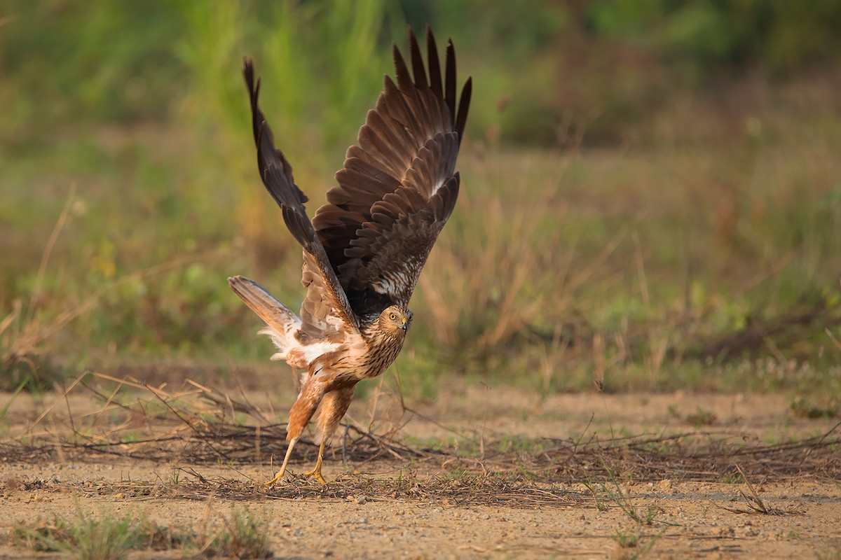 Eastern Marsh Harrier - Ayuwat Jearwattanakanok