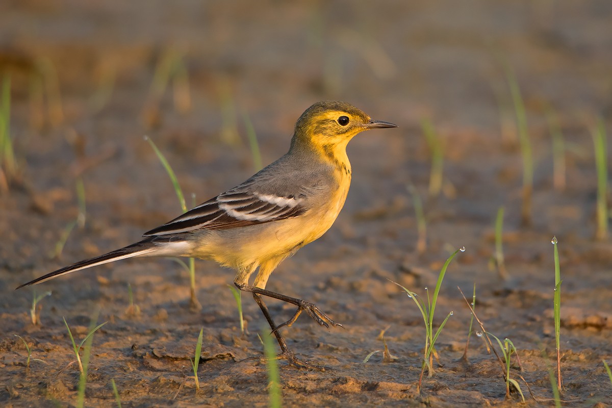 Citrine Wagtail (Gray-backed) - ML329232821