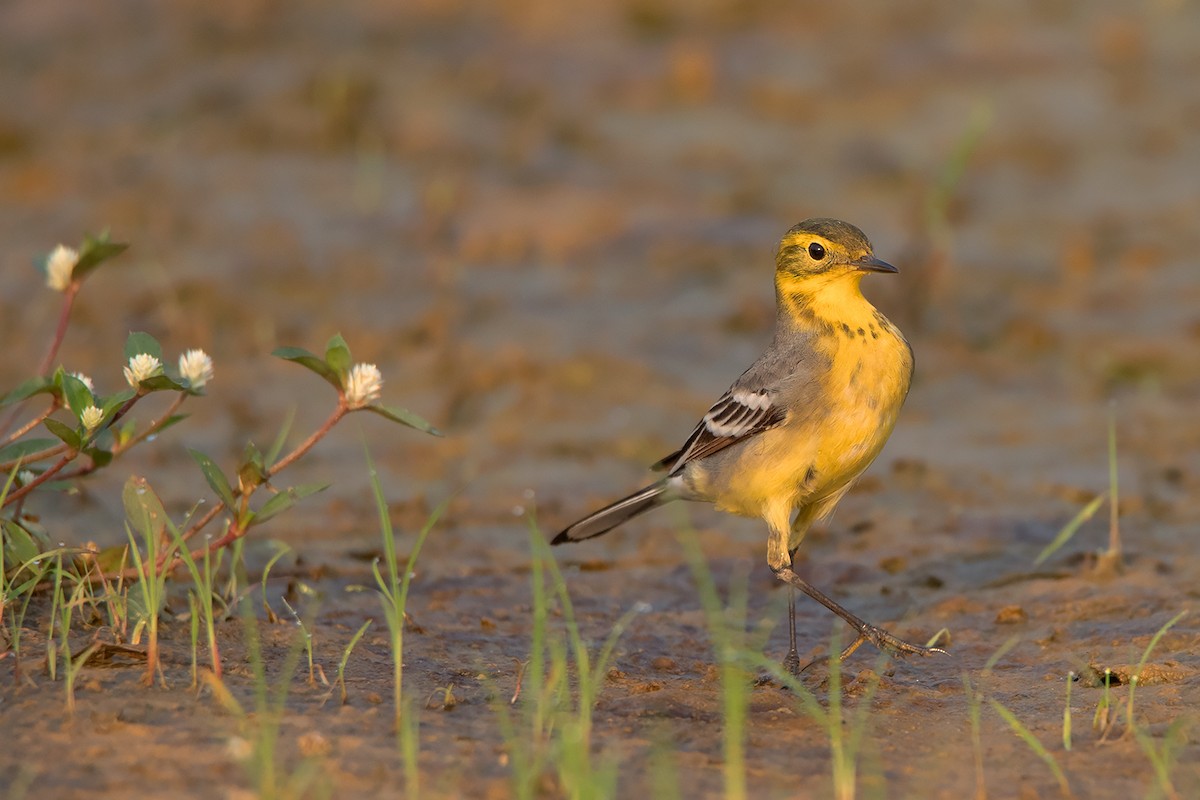 Citrine Wagtail (Gray-backed) - ML329232831