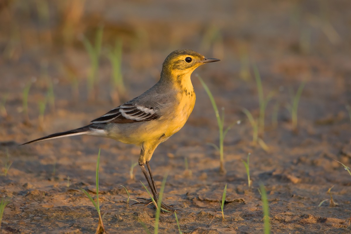 Citrine Wagtail (Gray-backed) - ML329232851