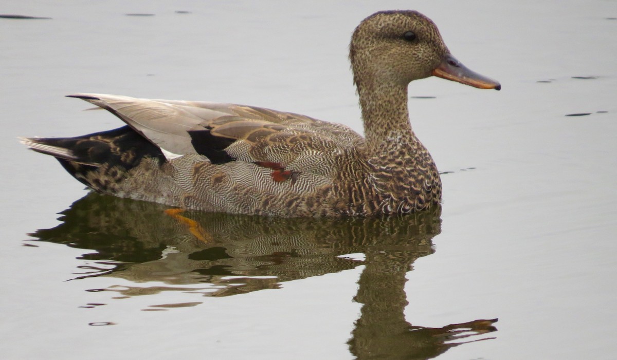 Gadwall - ML329235261