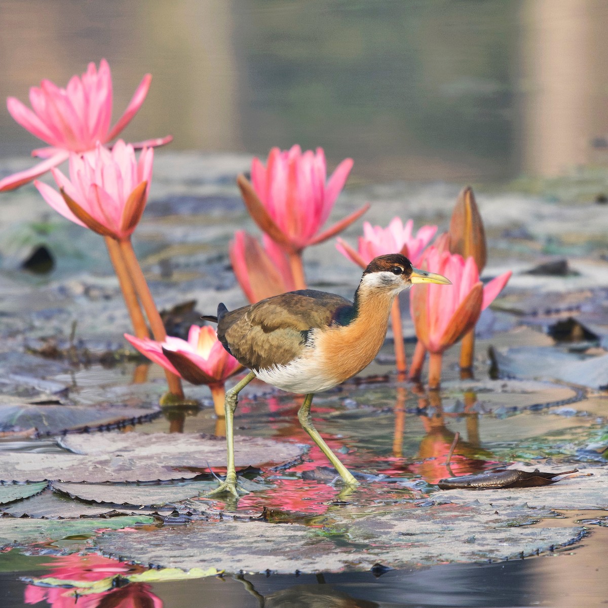 Bronze-winged Jacana - ML329237121