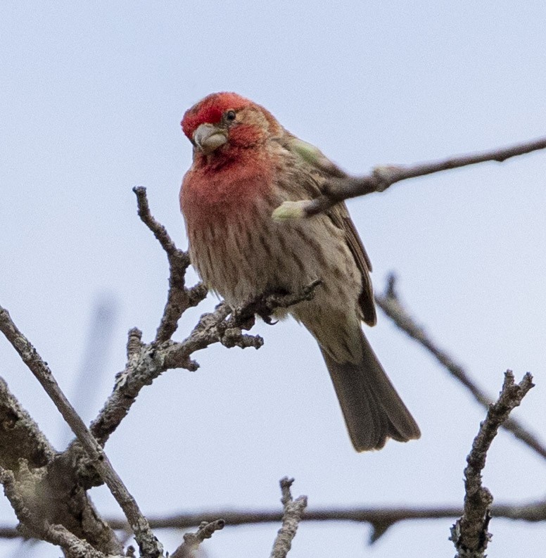 House Finch - ML329239061