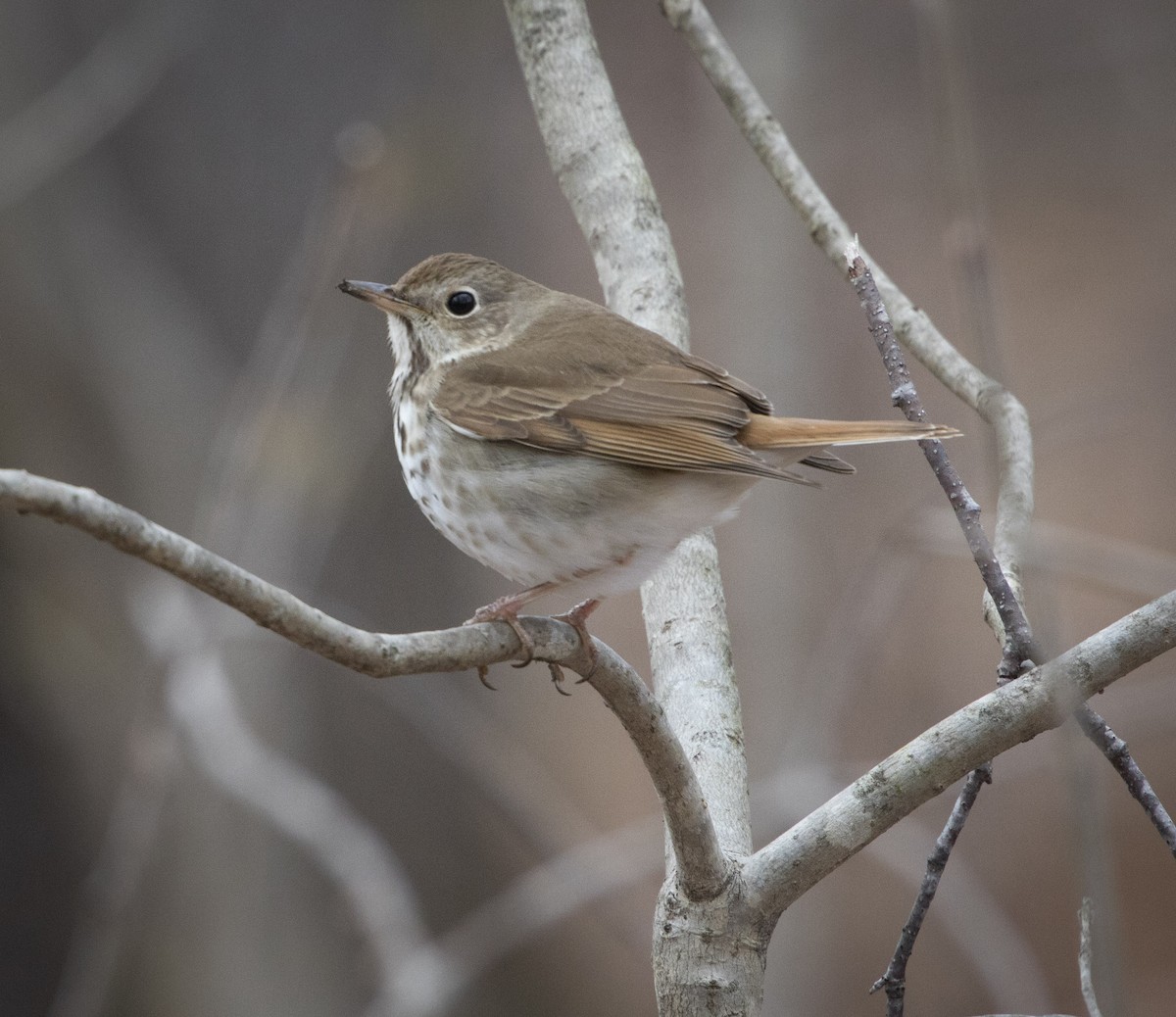 Hermit Thrush - ML329240641