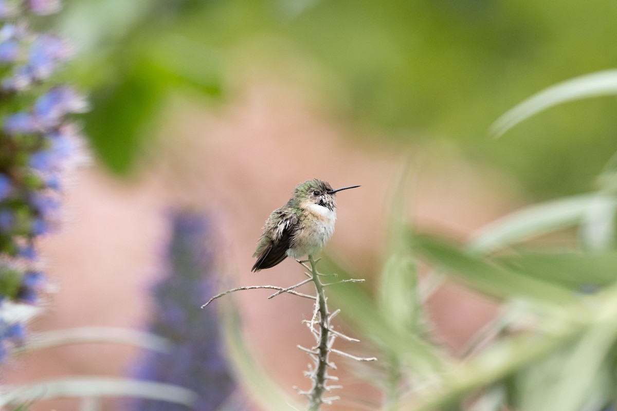 Calliope Hummingbird - ML329241391