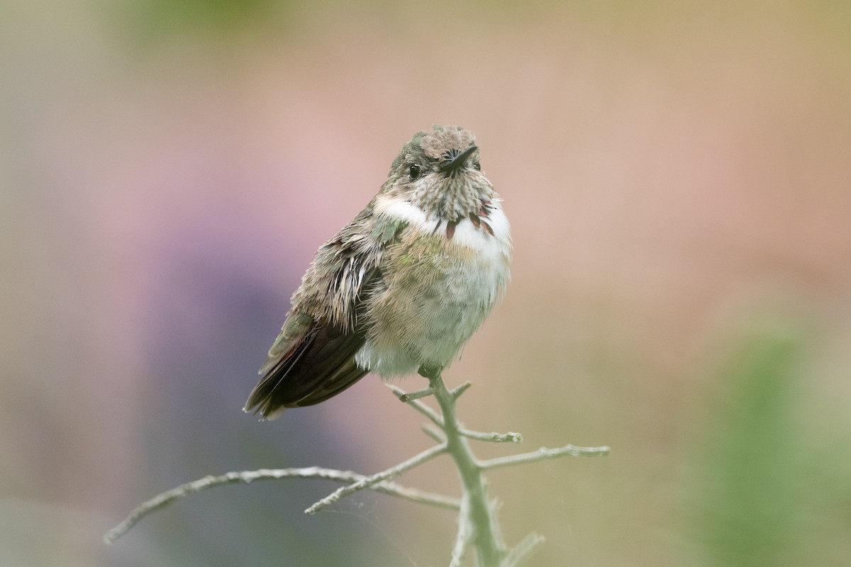 Calliope Hummingbird - ML329241401