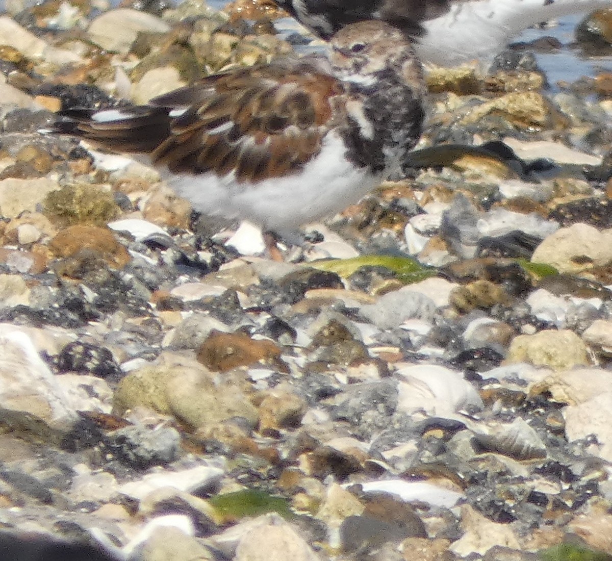 Ruddy Turnstone - ML329241861