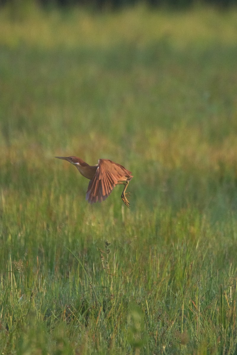 Cinnamon Bittern - ML329243461