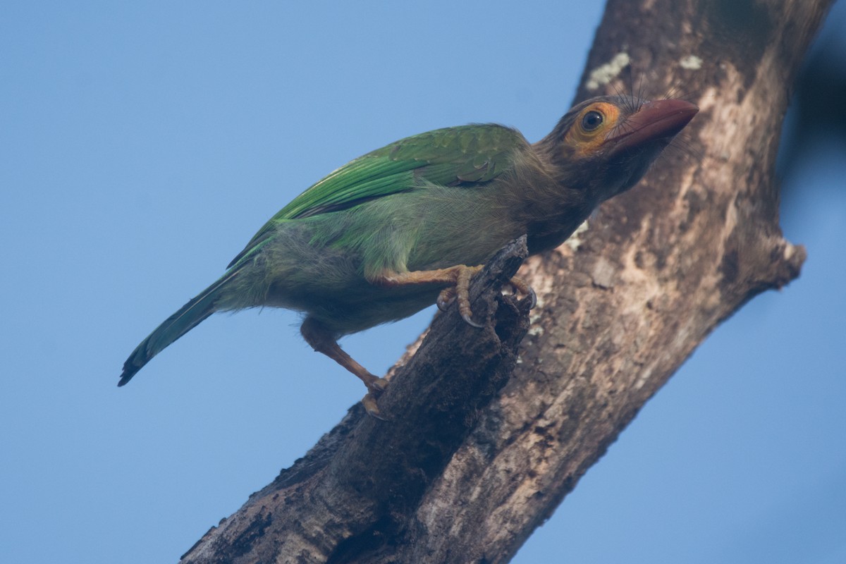 Kahverengi Başlı Barbet - ML329243541