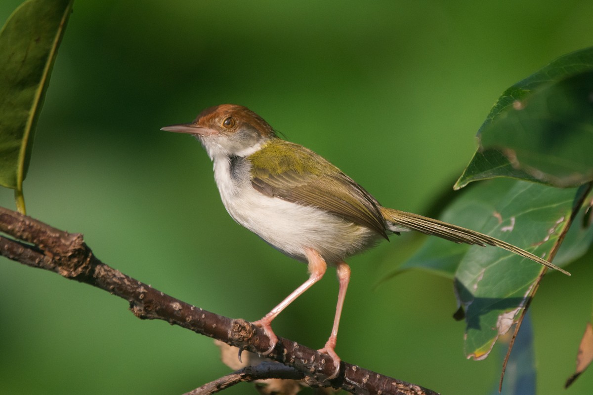 Common Tailorbird - ML329243601