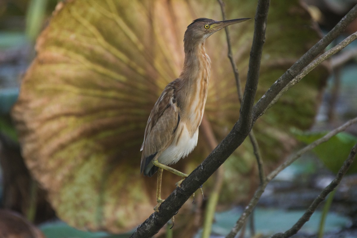 Yellow Bittern - ML329243611