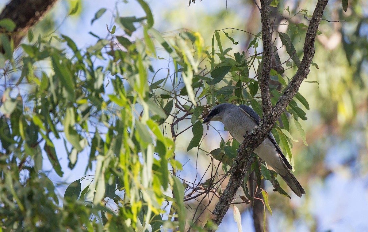 White-bellied Cuckooshrike - ML329248681