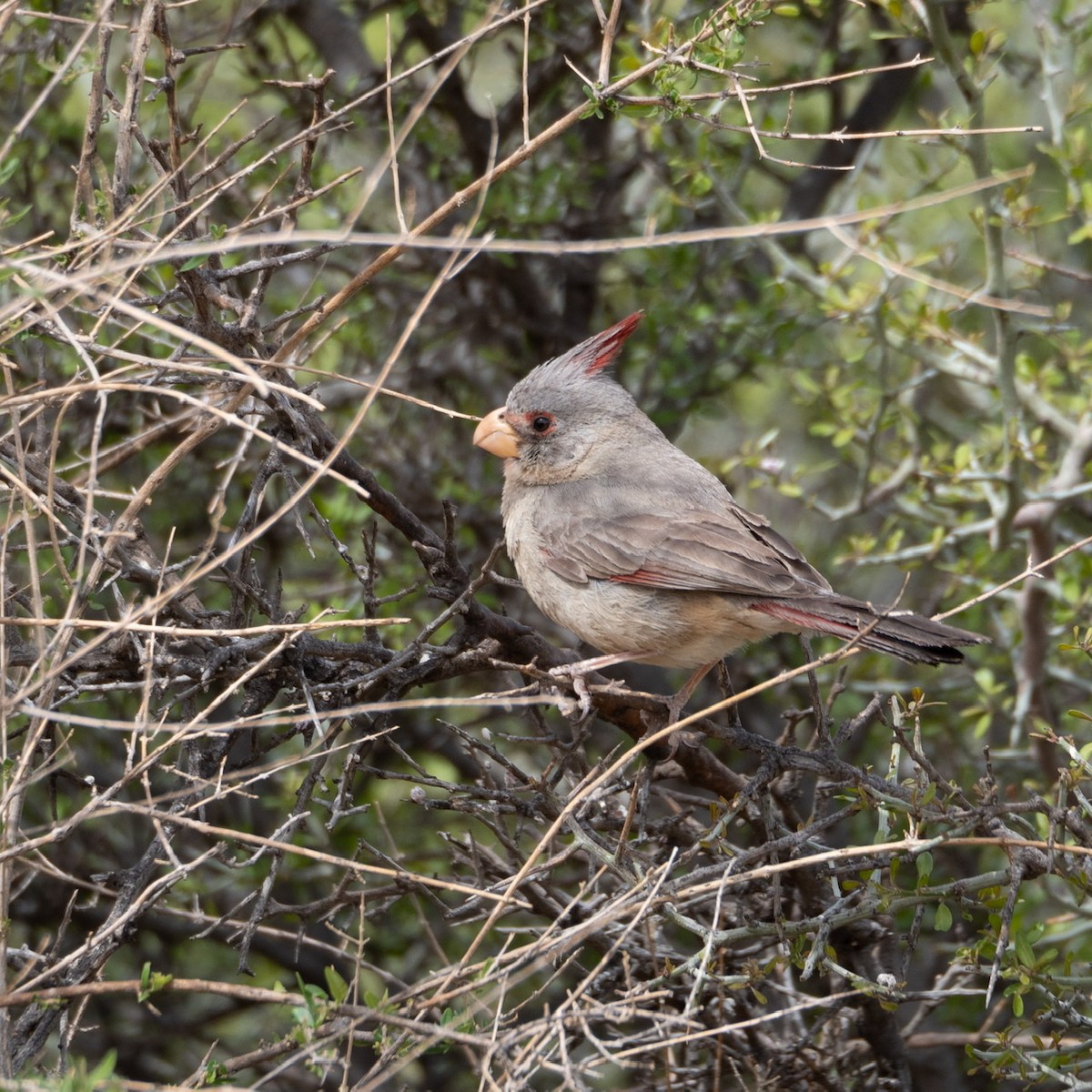 Pyrrhuloxia - ML329248931