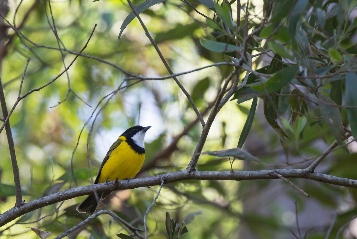 Golden Whistler - ML329249121