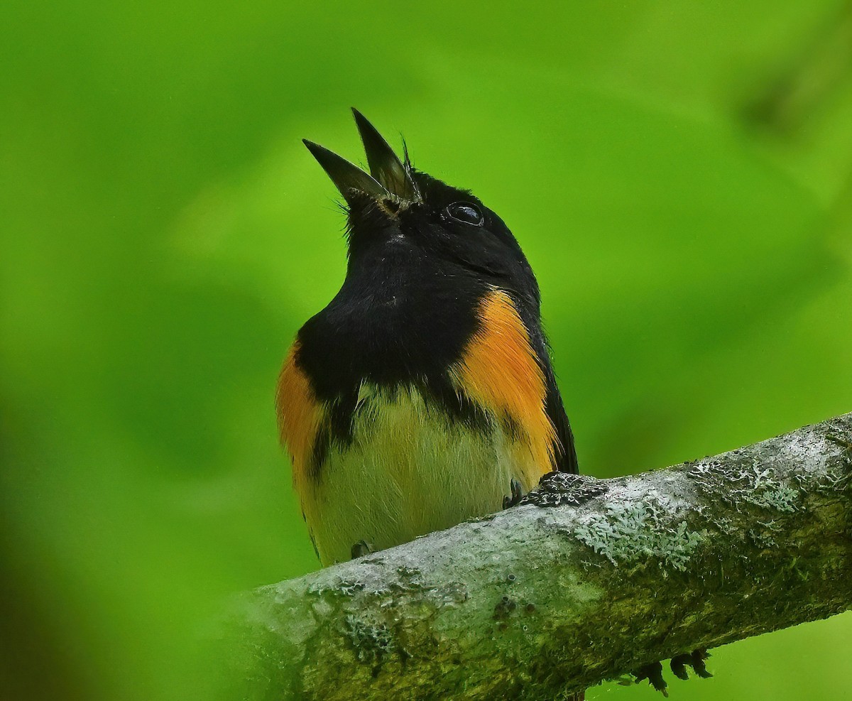 American Redstart - ML329249691