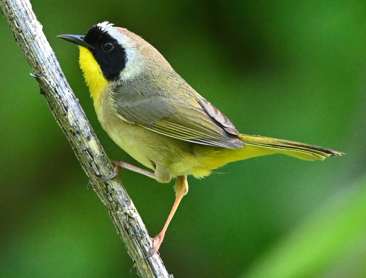 Common Yellowthroat - ML329250391