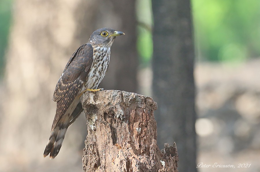 Hodgson's Hawk-Cuckoo - ML329250661