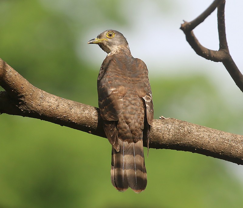 Hodgson's Hawk-Cuckoo - ML329250671