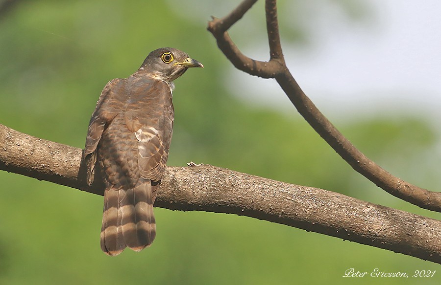 Hodgson's Hawk-Cuckoo - ML329250711