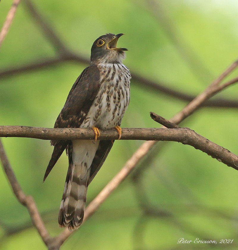 Hodgson's Hawk-Cuckoo - ML329250721