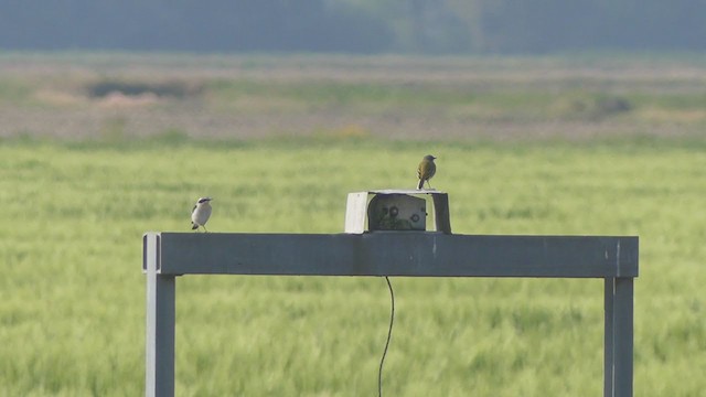 gulerle (cinereocapilla gr.) - ML329250771