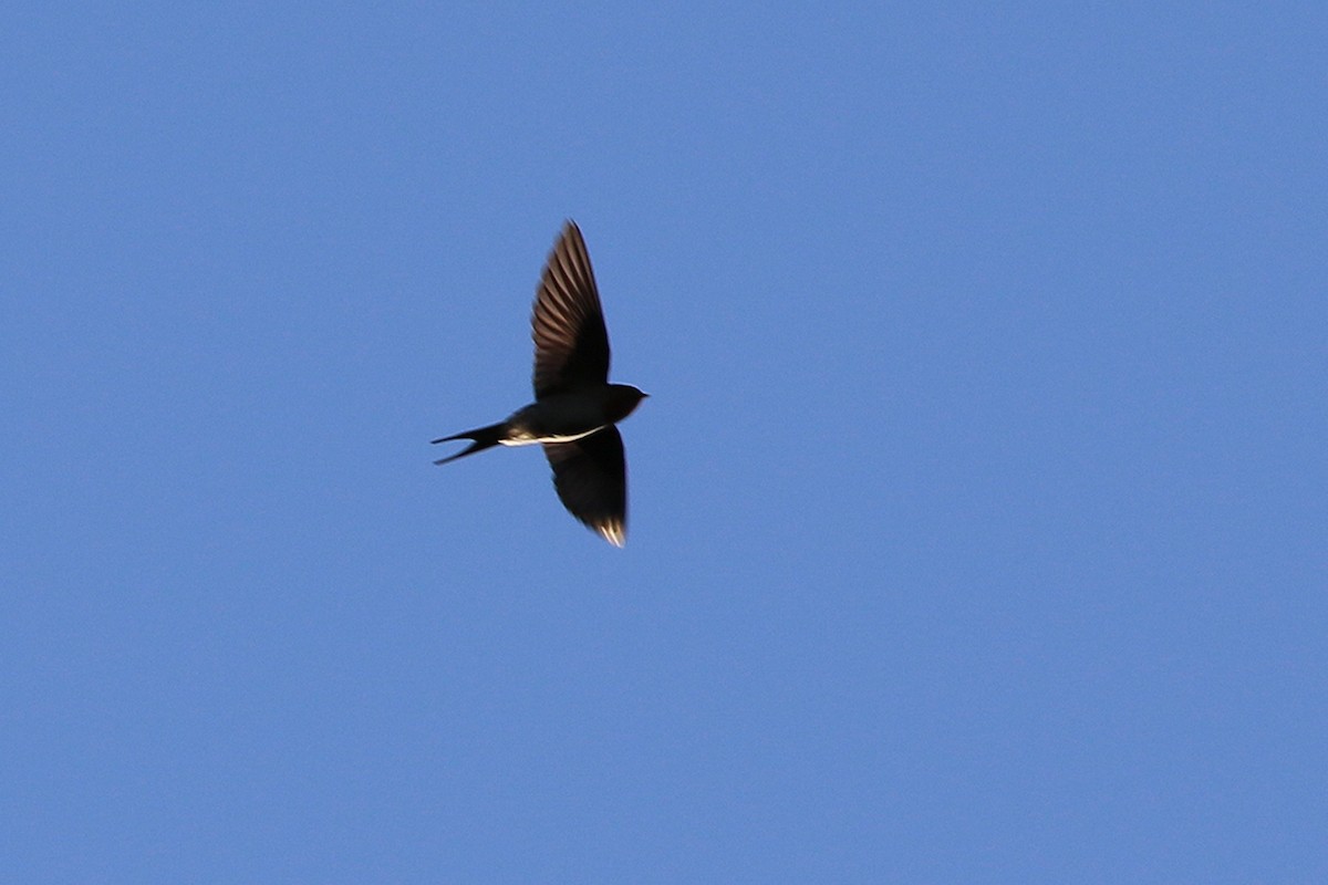 Golondrina Australiana - ML329251391