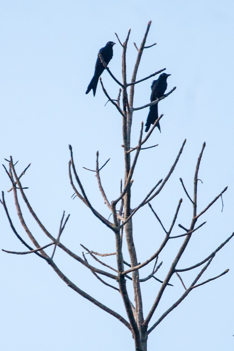 Andaman Drongo - ML329252141