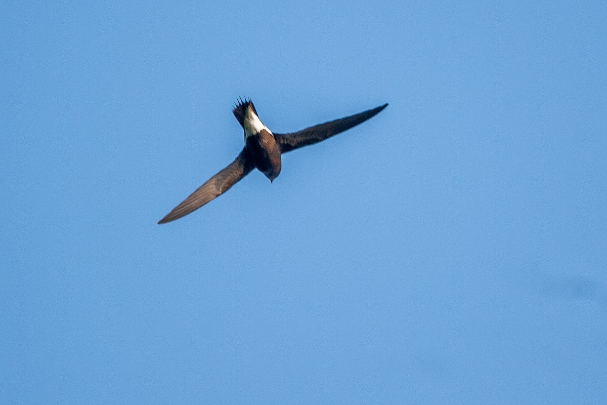 Brown-backed Needletail - Mike Prince
