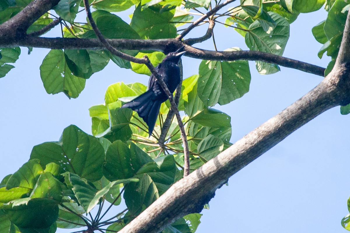 Andaman Drongo - ML329253441